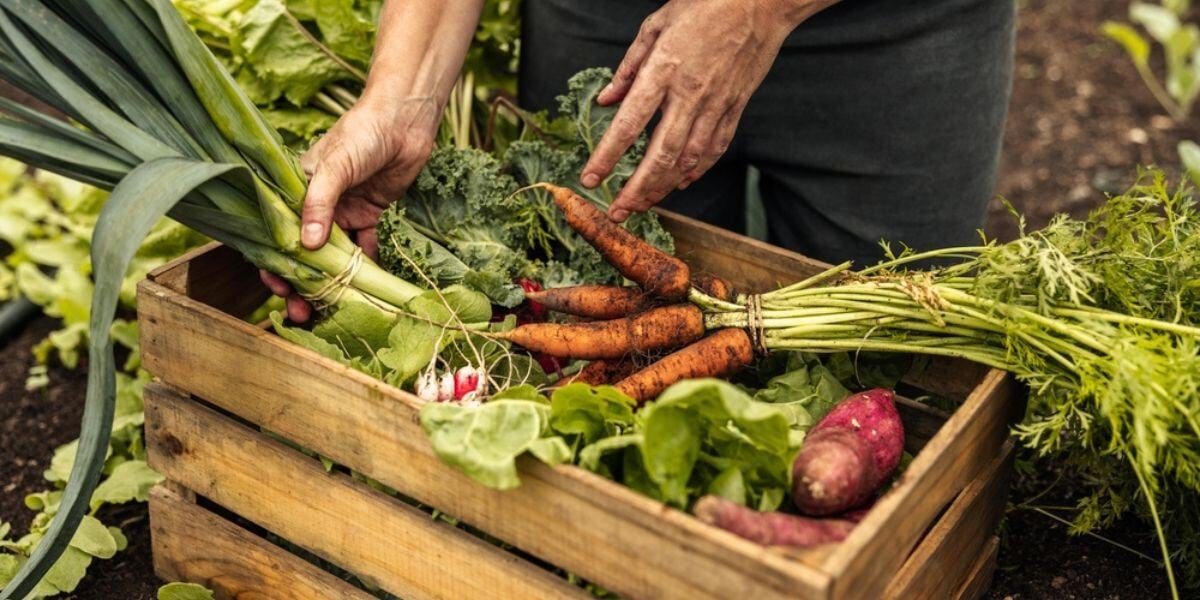 A farmer collecting fresh vegetables